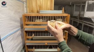 Разные породы перепелов. Самец или самка? Как определить пол.