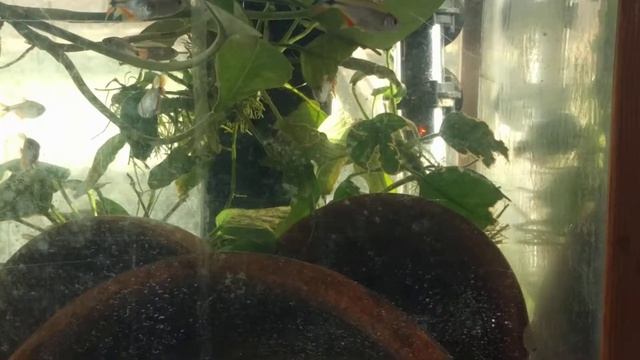 Windowsill fishtank смотреть онлайн