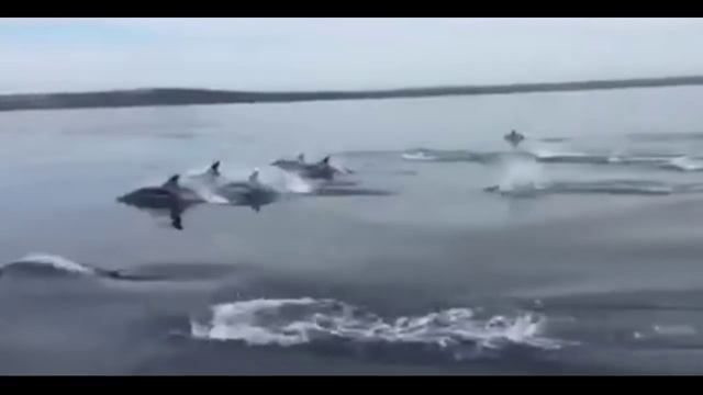 Дельфины у побережья Ирландии смотреть онлайн
