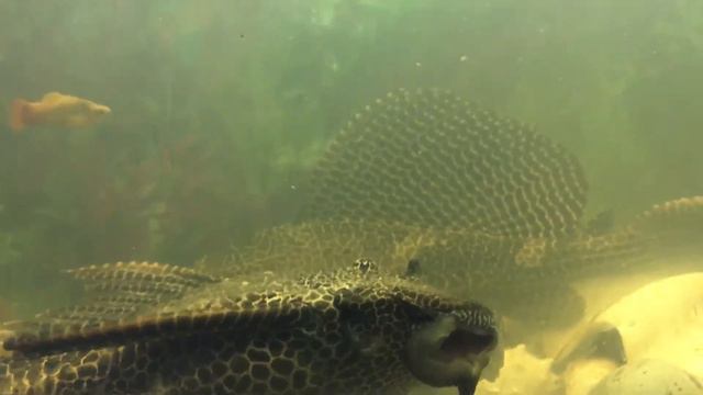 Сом Федя,И сом Боря смотреть онлайн