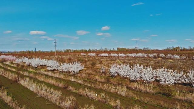 Цветущие сады в Малой царевщине смотреть онлайн