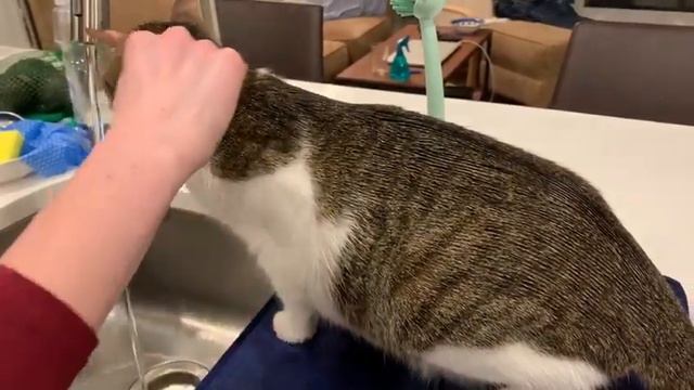 Can you comb a cat's fur? смотреть онлайн