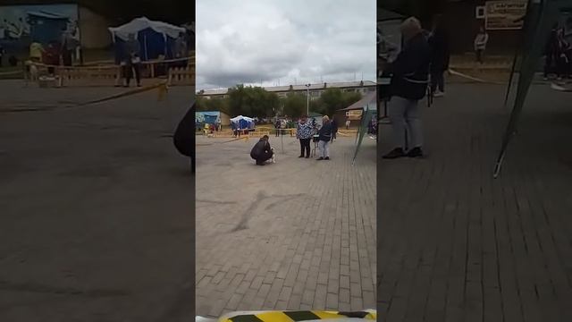 Английский бульдог, кеннел союз Алтай выставка. смотреть онлайн