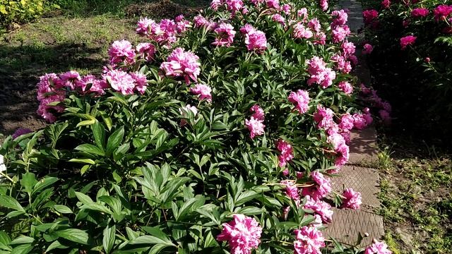 Огромное количество цветов! Цветение пионов 2022 год смотреть онлайн