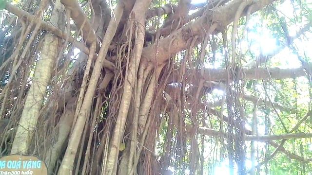 Лианы (Джунгли в городе) смотреть онлайн