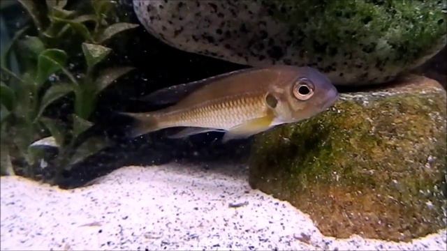 Limnochromis auritus смотреть онлайн