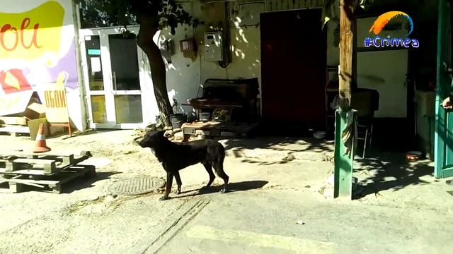 Собака-барабака смотреть онлайн