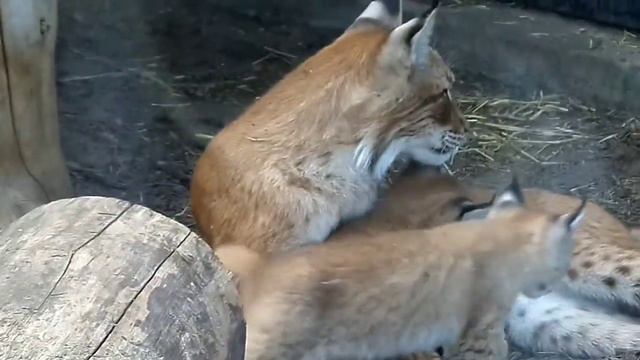 Июльская прогулка по #chelzoo смотреть онлайн