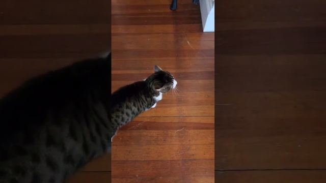 meow madness ? смотреть онлайн
