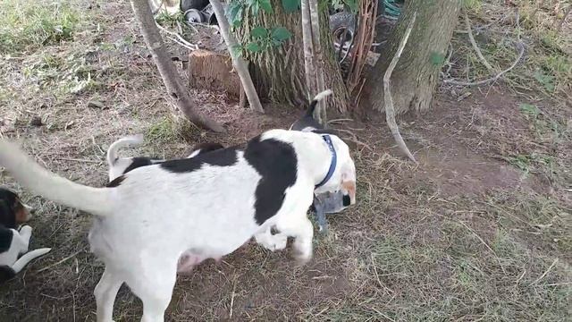 Bluetick Beagle and Tricolor Beagle puppies смотреть онлайн