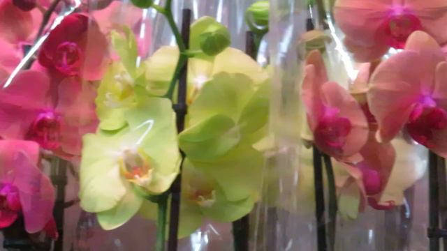 Новая красота у Олега!Полюбуйтесь!!!! смотреть онлайн