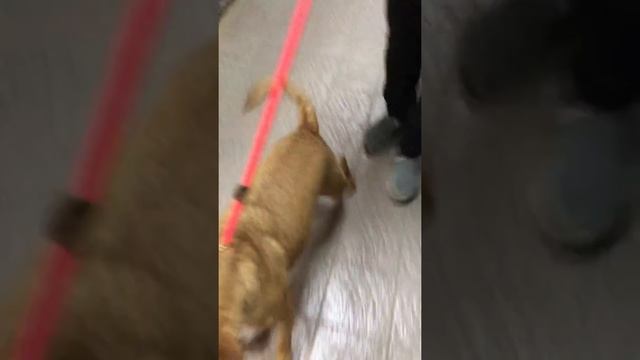 Rudy's 1st dog test смотреть онлайн