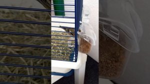 #содержание_щегла(часть3)