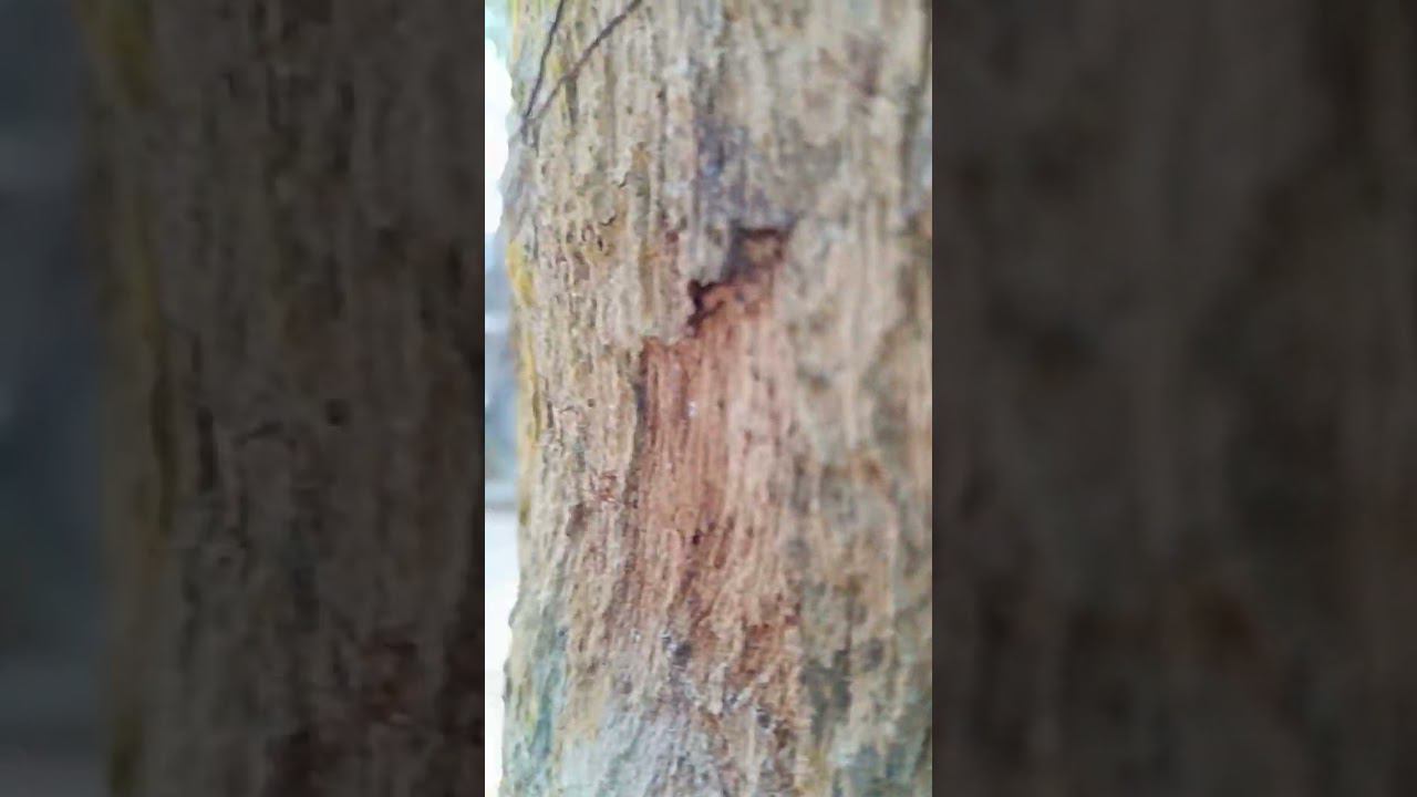 Храм Та Пром. Утро в Ангкоре. #камбоджа смотреть онлайн