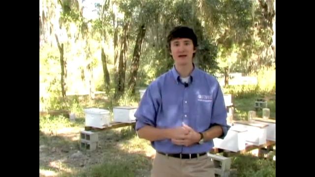 Симптомы и диагностика варроатоза (Университет Флориды) - Как найти и распознать клещей варроа? смотреть онлайн