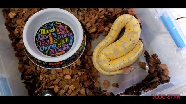 The journey update where we are and a super Banana ball python male to add to the program!! смотреть онлайн