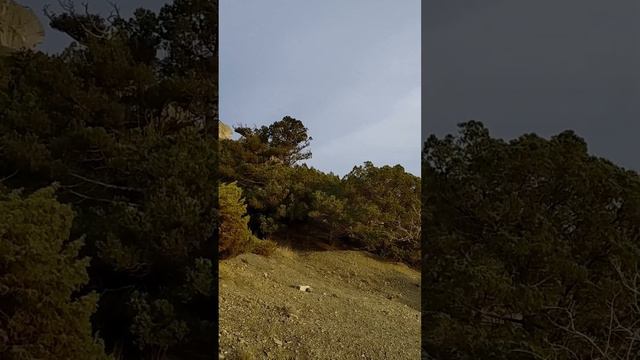 Прогулка в феврале в можжевеловую рощу. Новый Свет. Крым. смотреть онлайн