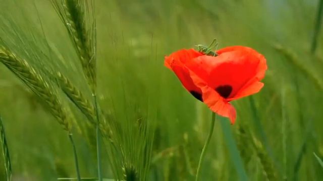 Sureh Rahman | Epi-88 | Relaxation video | By Qari Hassan Munawwar #surehrahman смотреть онлайн