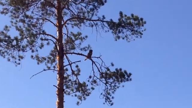 Какая то странная птица смотреть онлайн