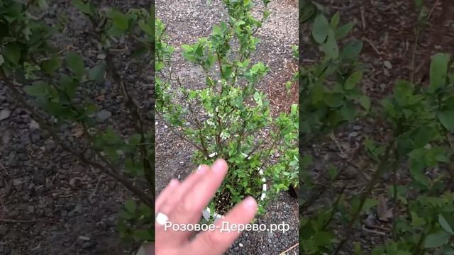 Садовая Голубика, более 10 сортов для сада, самые вкусные и полезные ягоды, ☎️8-926-645-46-99 Андре смотреть онлайн