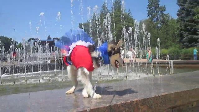 Помски мини до 4-х кг (размер шпица) POMSKY Mini Spitz Size, Up To 4 Kilograms.