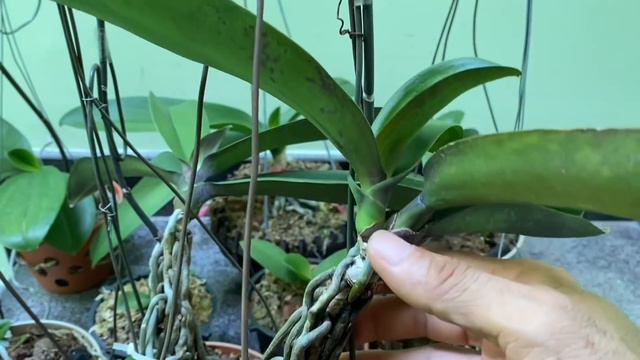 Lan Hồ Điệp Già Tự Đẻ Nhánh | Cách Nhân Giống Tách Kie Đơn Giản Nhất смотреть онлайн