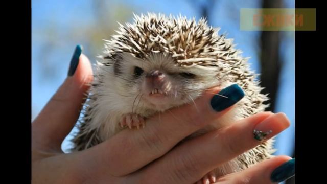 Девушка завела дружбу с курицей, и теперь необычный питомец практически не расстается с ней смотреть онлайн