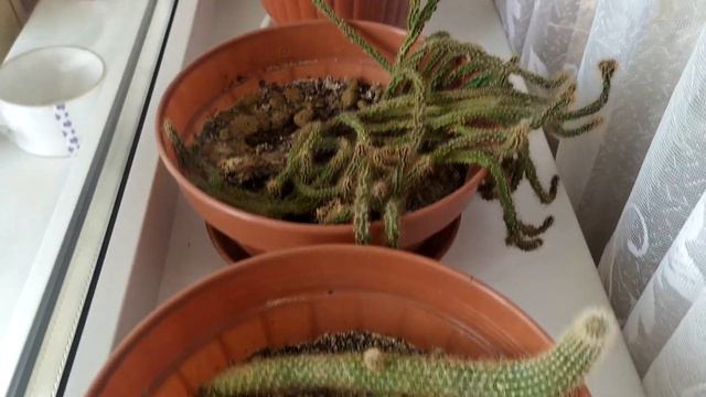 ОБЗОР РАСТЕНИЙ. ТАКОГО ВЫ ЕЩЕ НЕ ВИДЕЛИ! смотреть онлайн