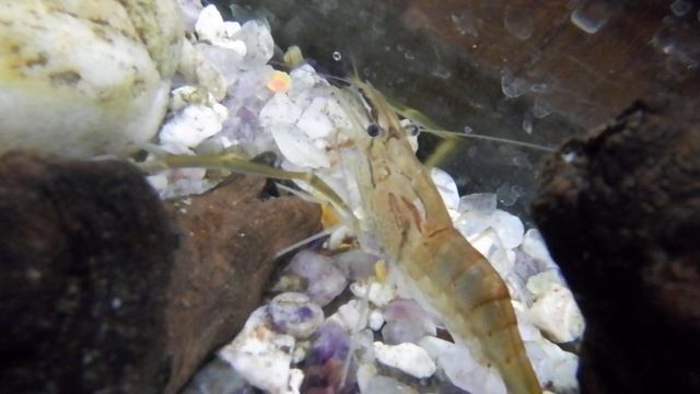 Fujifilm FinePix XP140 - Underwater - Glass Shrimp (FullHD, 24fps) смотреть онлайн