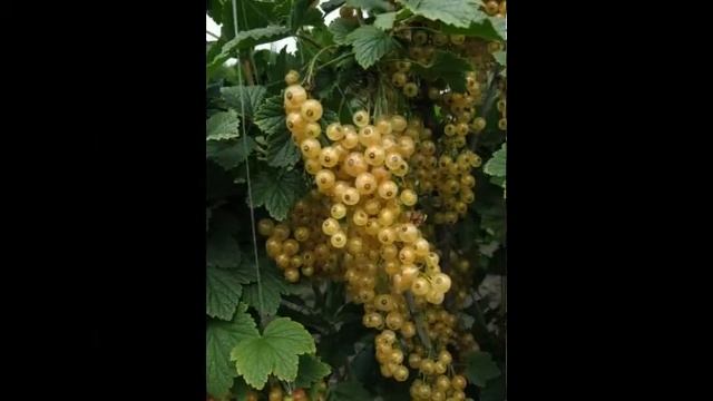 посев семян черемши sowing of seeds of wild garlic смотреть онлайн
