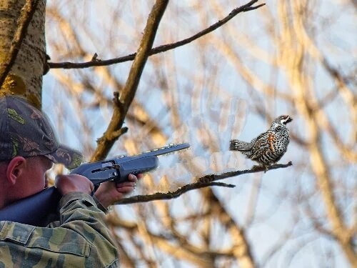 Охота осенью на рябчика с манком. Лист опал, теперь его хорошо видно! смотреть онлайн