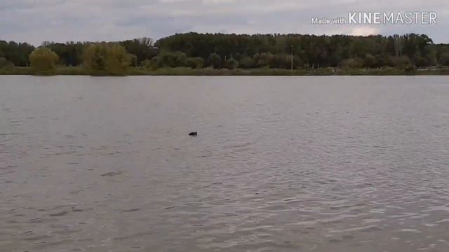 31. Еду кормить своих любимцев. И что я обнаружила в лесу и на рыбниках?!!?!! 13.09.2019 г. смотреть онлайн
