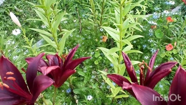 Лилии азиатские и ЛА-ГИБРИДЫ. смотреть онлайн