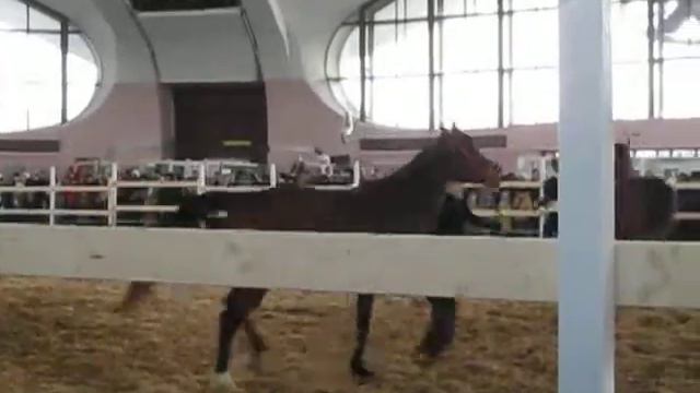 Демонстрация Арабчиков смотреть онлайн