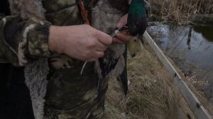 Нагавка для подсадной утки