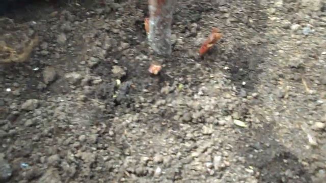 Расти ежевичка большая и очень большая. И много, много:) смотреть онлайн