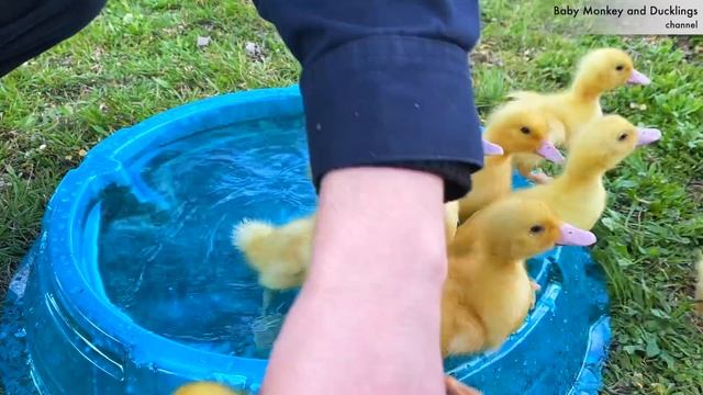 Ducklings From The Supermarket
