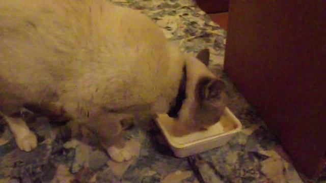 Кот не лакает а чмокает, и марает бараду)) смотреть онлайн