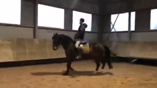 Перспективный мерин 2015 г.р. СПб смотреть онлайн