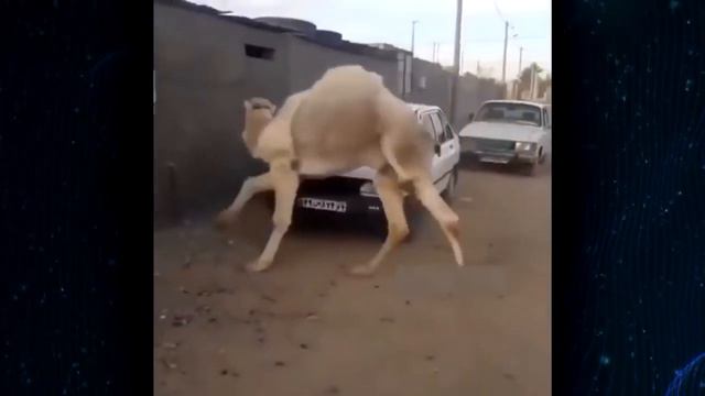 TO'YLARDAN BIRIDA   DAXSHAT PRIKOLLAR TUPLAMI #65 Uzbek Prikol