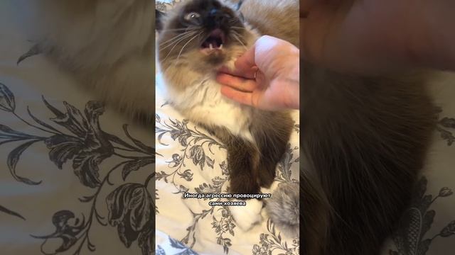 Почему кошка злится ???