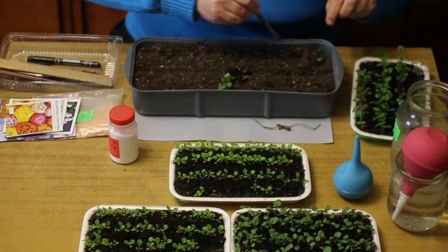 Пикировка и последующий уход за россадой петунии и виолы (анютыны глазки)