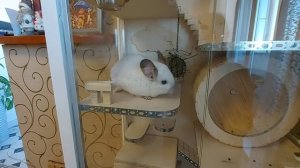 Витрина для шиншилл. Новоселье.