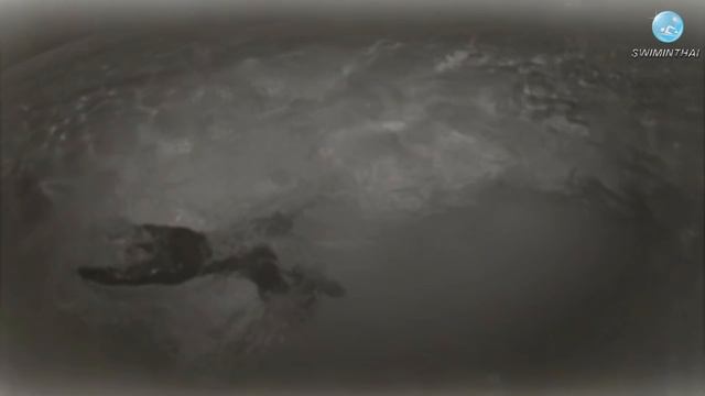 Техника плавания баттерфляем: хочешь освоить, учи брасс!!! смотреть онлайн