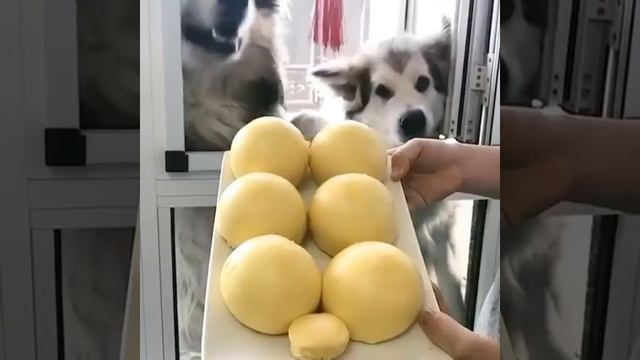 Look How Husky React when Owner Play Bang trick - Funny compilation video #Siberianhusky #puppies смотреть онлайн