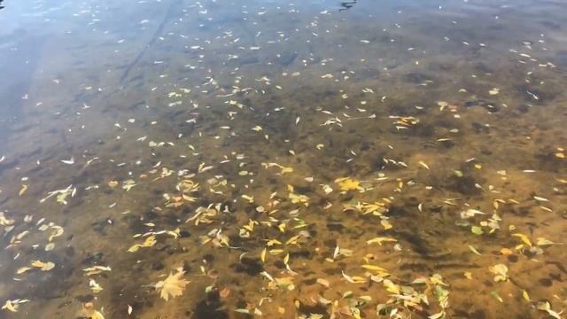 Парк «Дельфин». Воронеж смотреть онлайн