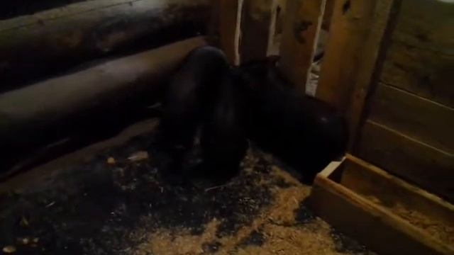 Вьетнамские вислобрюхие поросята 1 месяц . смотреть онлайн