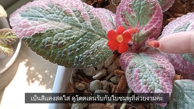 วิธีปลูกพรมญี่ปุ่นคลีโอพัตราให้รอด #พรมญี่ปุ่นคลีโอพัตรา #Episcia #Cleopatra #พรมกำมะหยี่