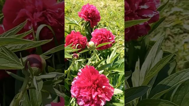 Пион ранний 