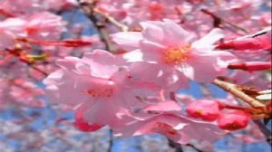 ***ОЧЕНЬ КРАСИВАЯ ПЕСНЯ НА ЯПОНСКОМ ЯЗЫКЕ!!!!!!!!***